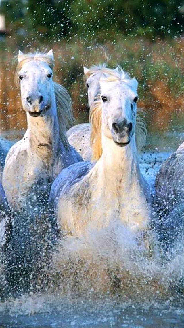 1080x1920 Camargue Horses Running Water Splashing - wild iPhone 8 Wallpaper