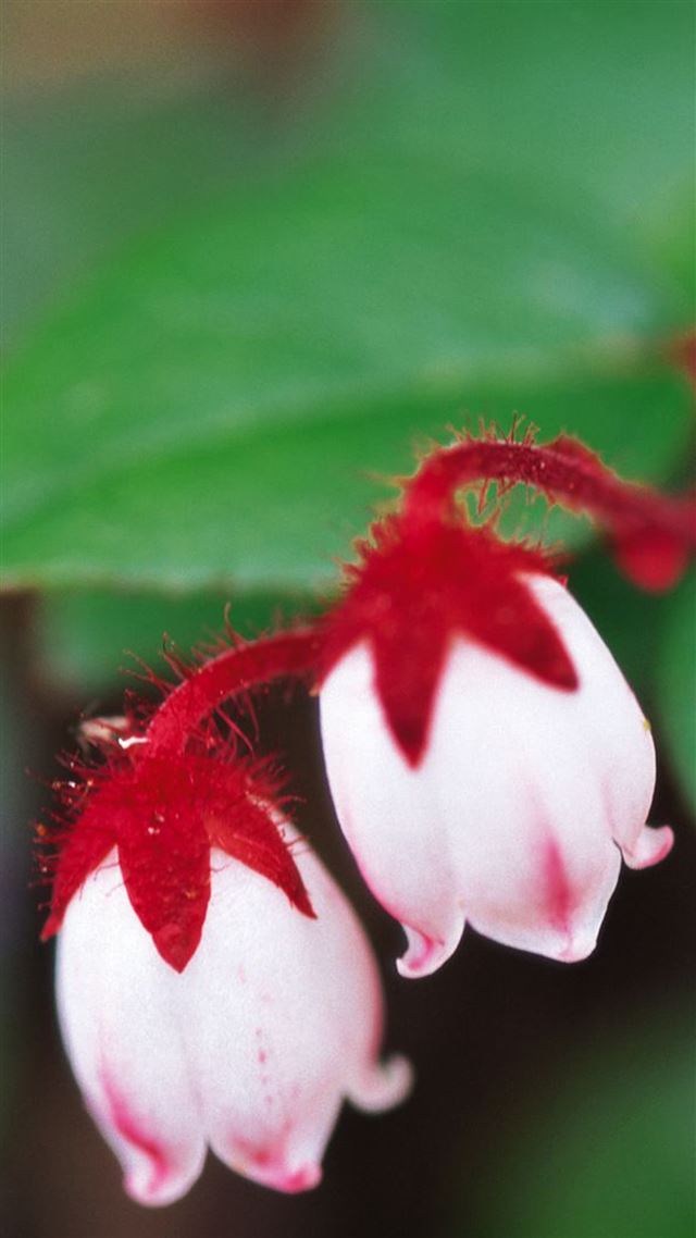 1080x1920 Nice White Wildflowers  - macro iPhone 8 Wallpaper