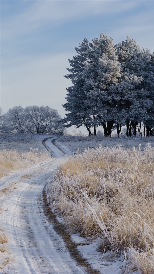 1080x1920 Field Frost Grass Trees - path iPhone 8 Wallpaper