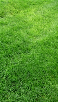 Texture Grass Field Green wallpaper