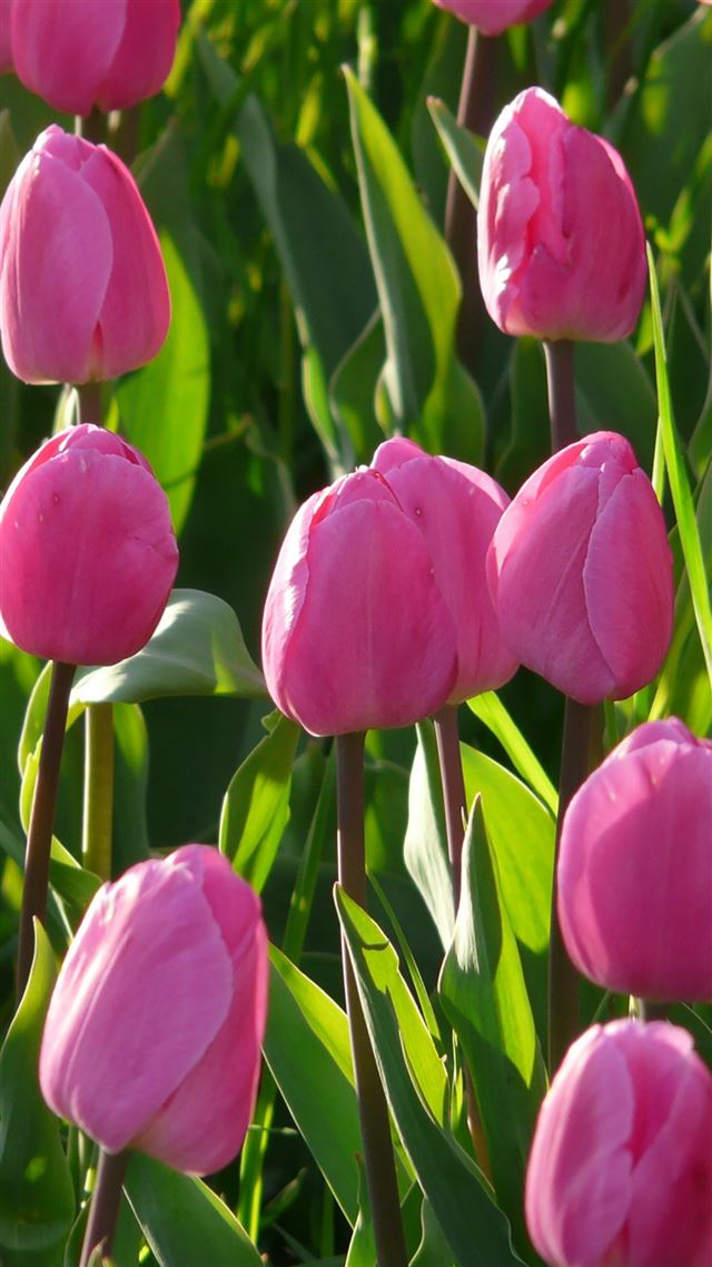 1080x1920 Nature Pink Tulips Flowers Garden -  iPhone 8 Wallpaper
