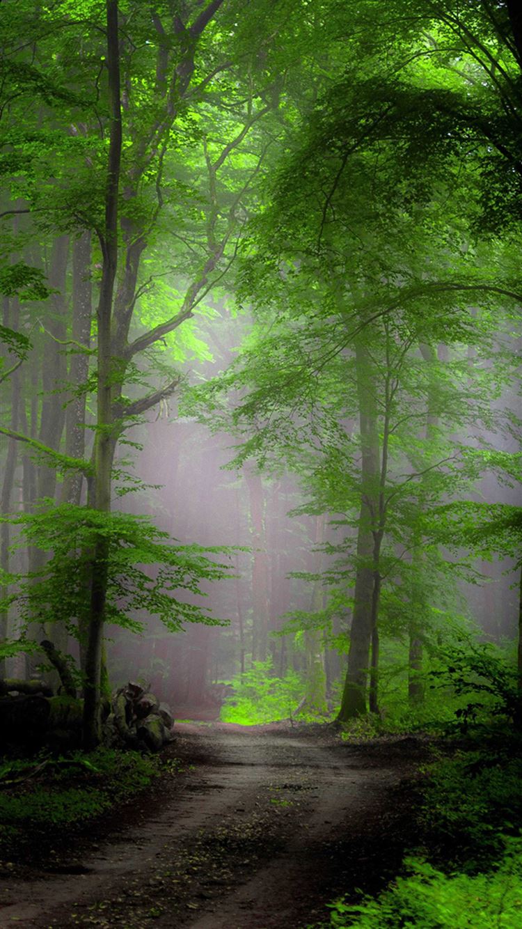 Forest Morning Mist iPhone 8 Wallpapers Free Download
