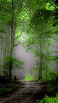 Forest Morning Mist wallpaper