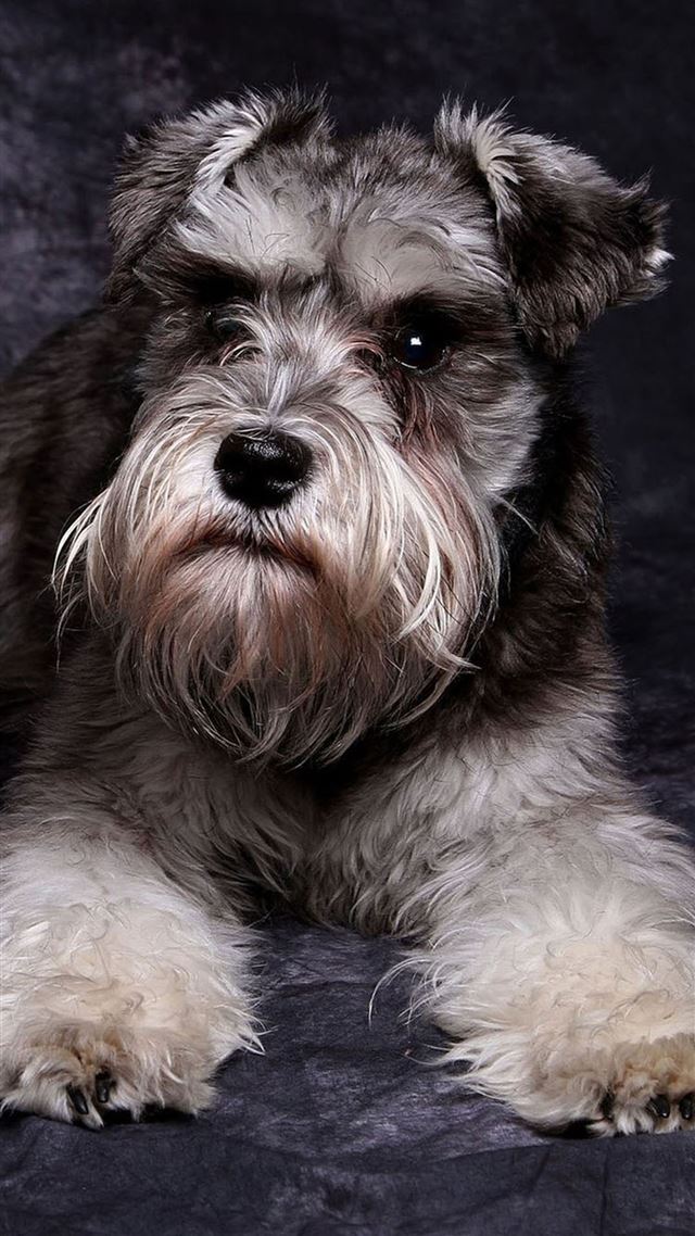 1080x1920 Miniature Schnauzer Cute Dog Animal - lovely iPhone 8 Wallpaper