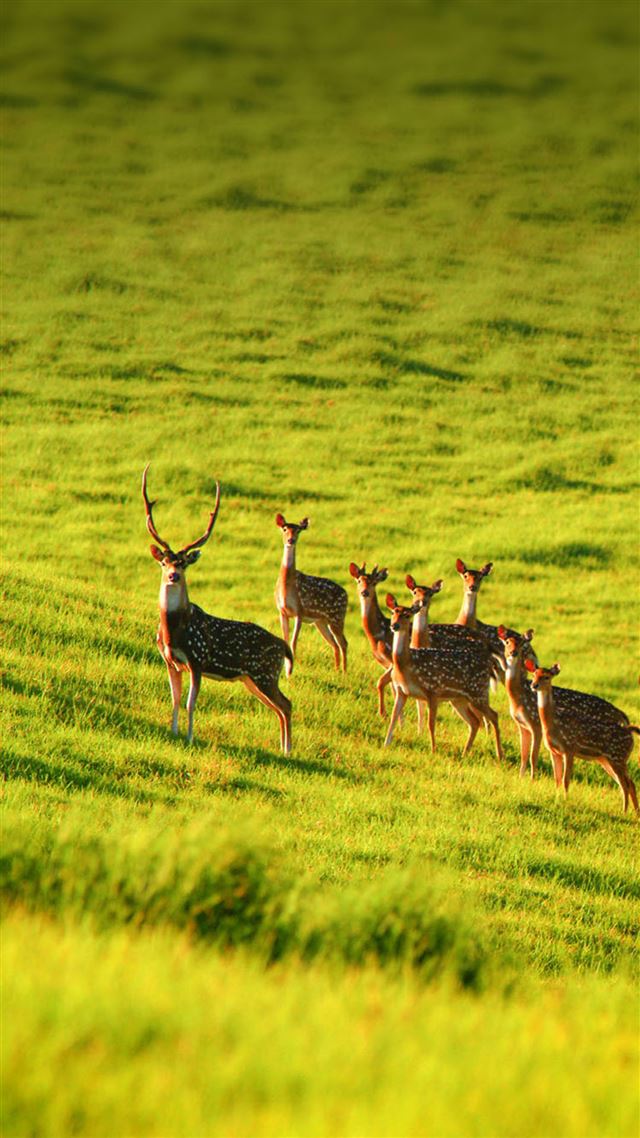1080x1920 Elk Animals Wild Grass Land - yellow iPhone 8 Wallpaper
