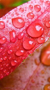Water Drop On Leave wallpaper