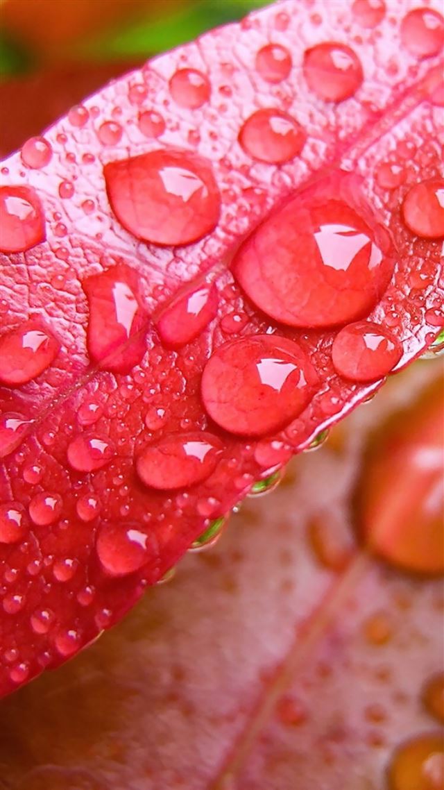 1080x1920 Water Drop On Leave -  iPhone 8 Wallpaper