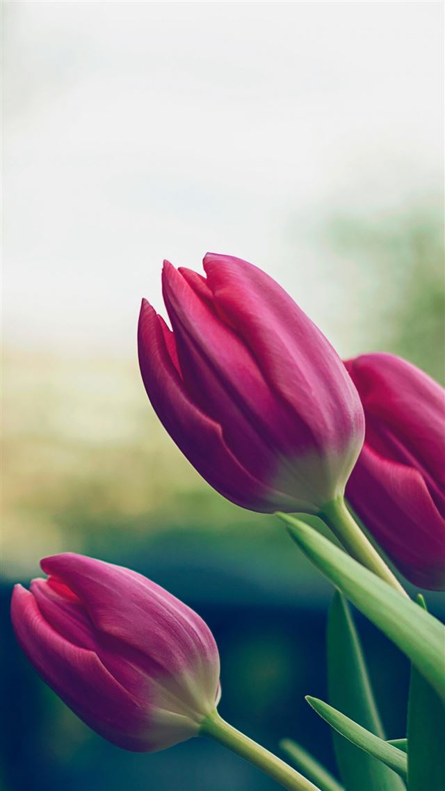 1080x1920 Tulip Pure Beautiful Blur Lanscape - beautiful iPhone 8 Wallpaper
