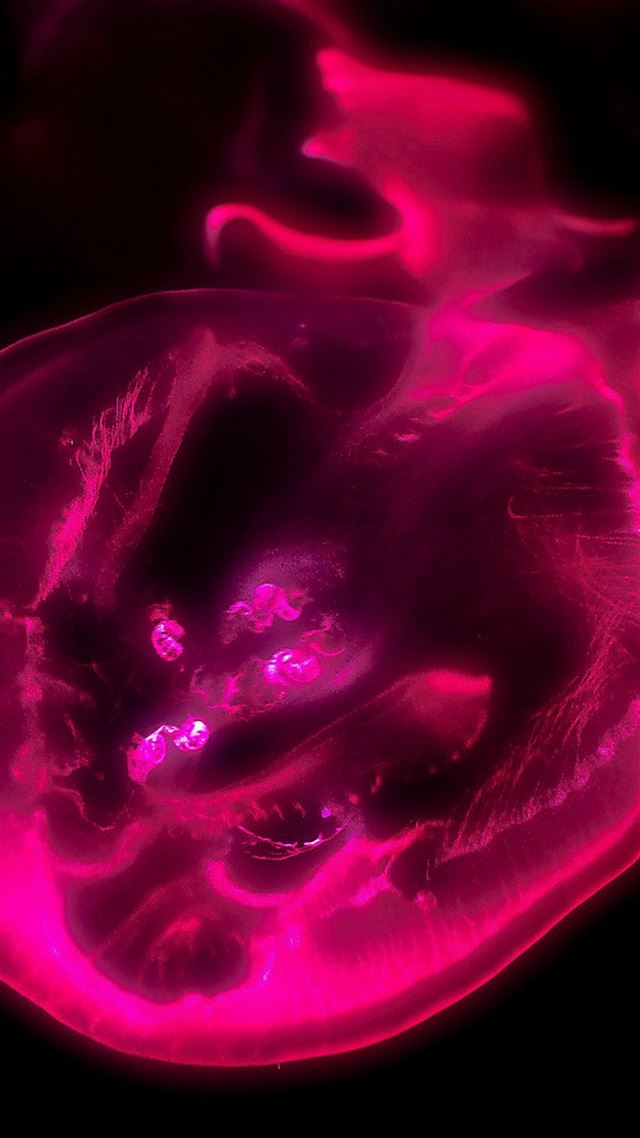 1080x1920 Jellyfish Red Sea Animal - aesthetic iPhone 8 Wallpaper