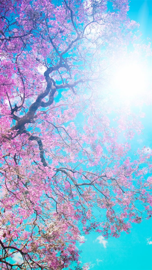 1080x1920 Tree Sun Blue Lilac Krone Spring Flowering From Below Light -  iPhone 8 Wallpaper