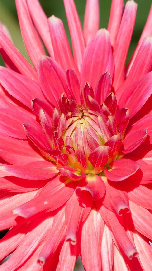 750x1334 Flower Red Pink Spring Nature - beautiful iPhone 8 Wallpaper