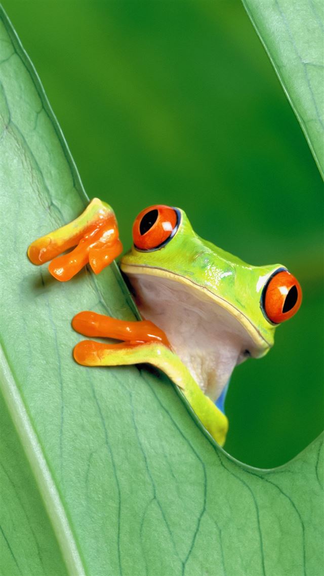 1080x1920 Curious Tree Frog Funny - macro iPhone 8 Wallpaper