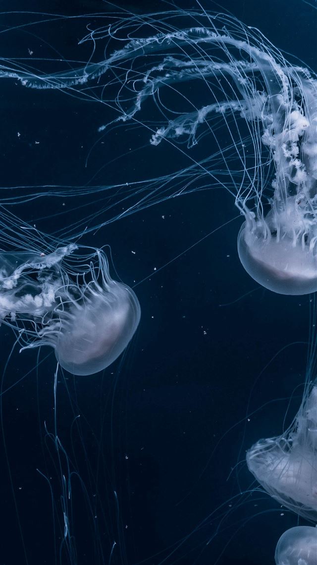 1080x1920 Animal Ghostfish Sea Ocean Nature - animal iPhone 8 Wallpaper