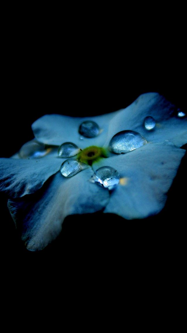 1080x1920 Flower Blue Dark Minimal Nature - dew iPhone 8 Wallpaper