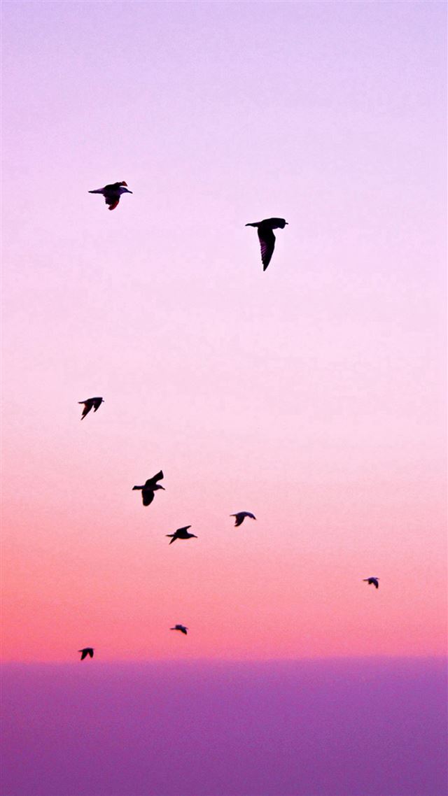 1080x1920 Birds Flying In Purple Sunset - skyline iPhone 8 Wallpaper