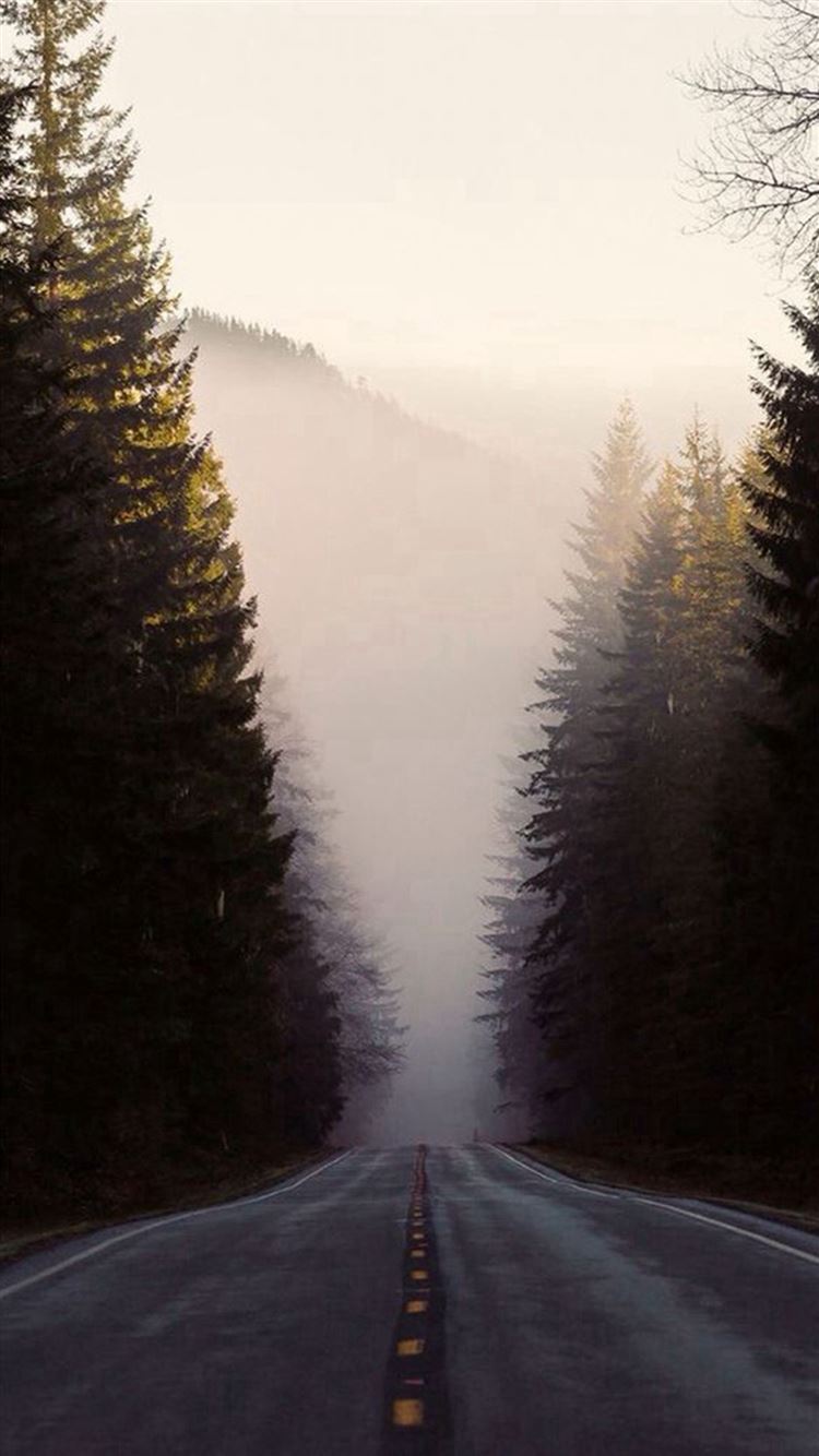 Misty Forest Road Pine Trees iPhone 8 Wallpapers Free Download