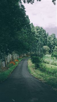Narrow Country Road Green Trees wallpaper