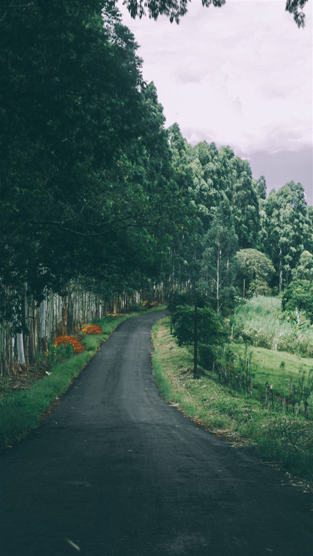 1080x1920 Narrow Country Road Green Trees - trees iPhone 8 Wallpaper
