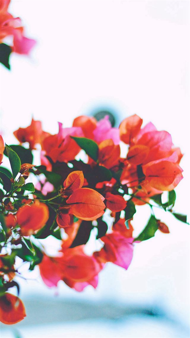 1080x1920 Red Flowers Closeup - sunny iPhone 8 Wallpaper