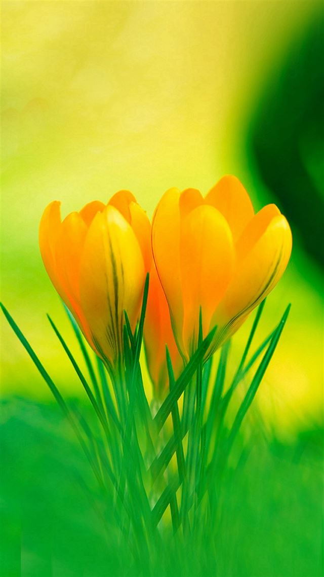 1080x1920 Yellow Lily Flowers Spring - spring iPhone 8 Wallpaper