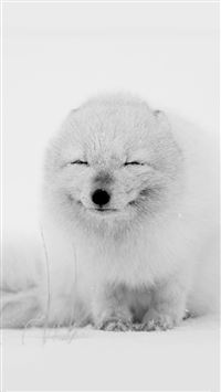 Arctic Fox Happy Moment wallpaper