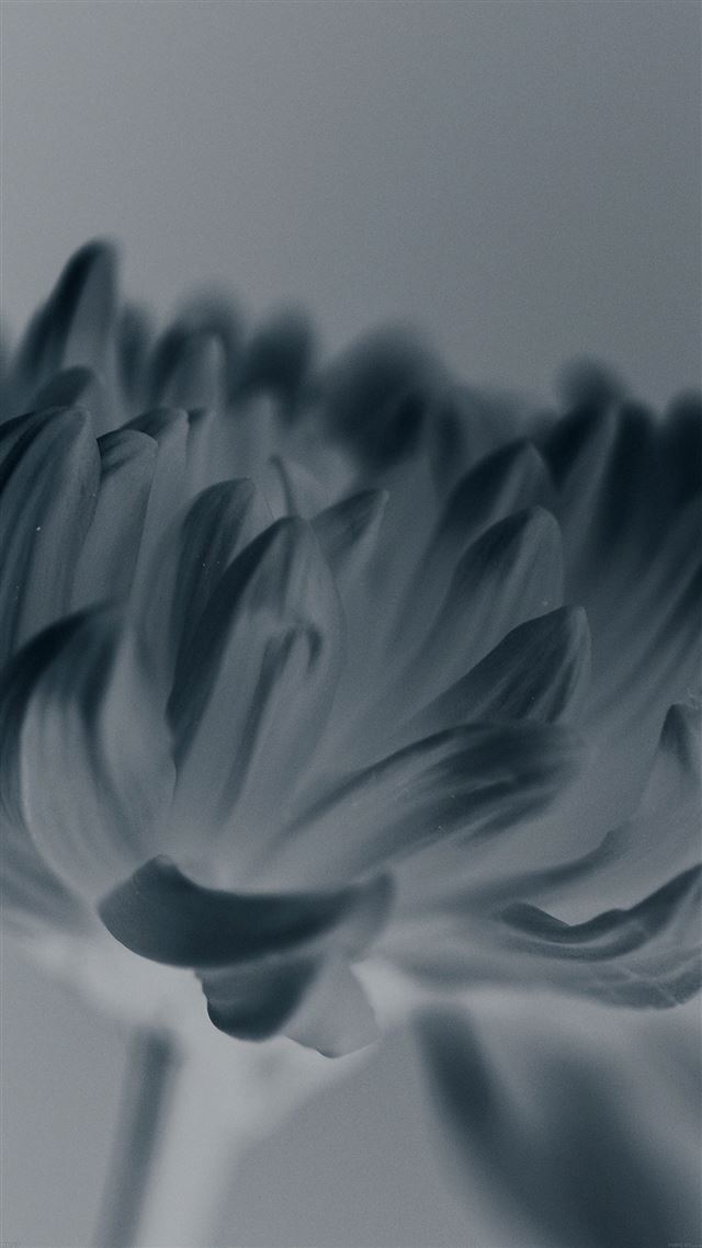1080x1920 Silk Flower Blue Mutant Nature - close up iPhone 8 Wallpaper
