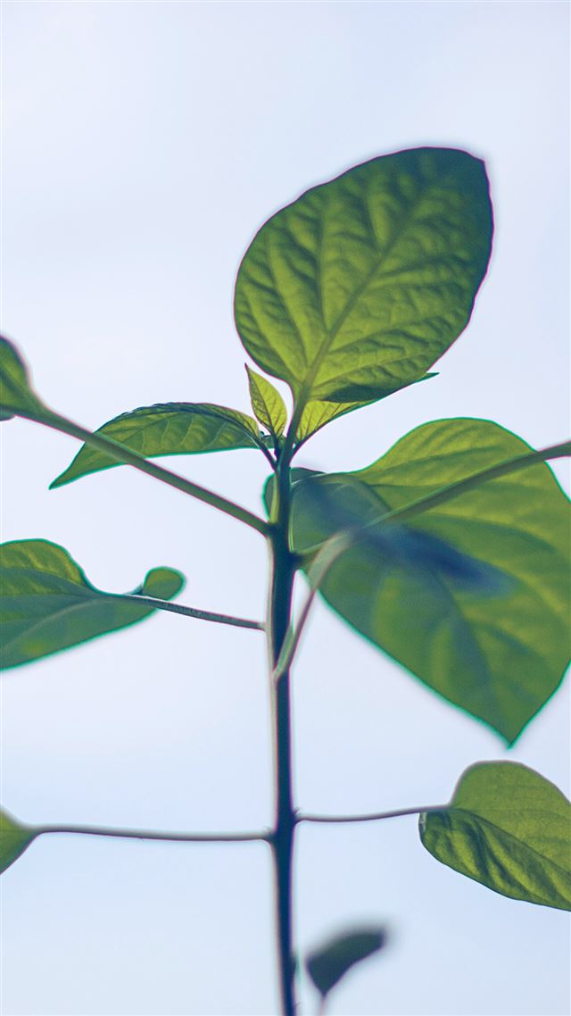 1080x1920 Flower Leaf Green Simple Minimal Nature - bright iPhone 8 Wallpaper