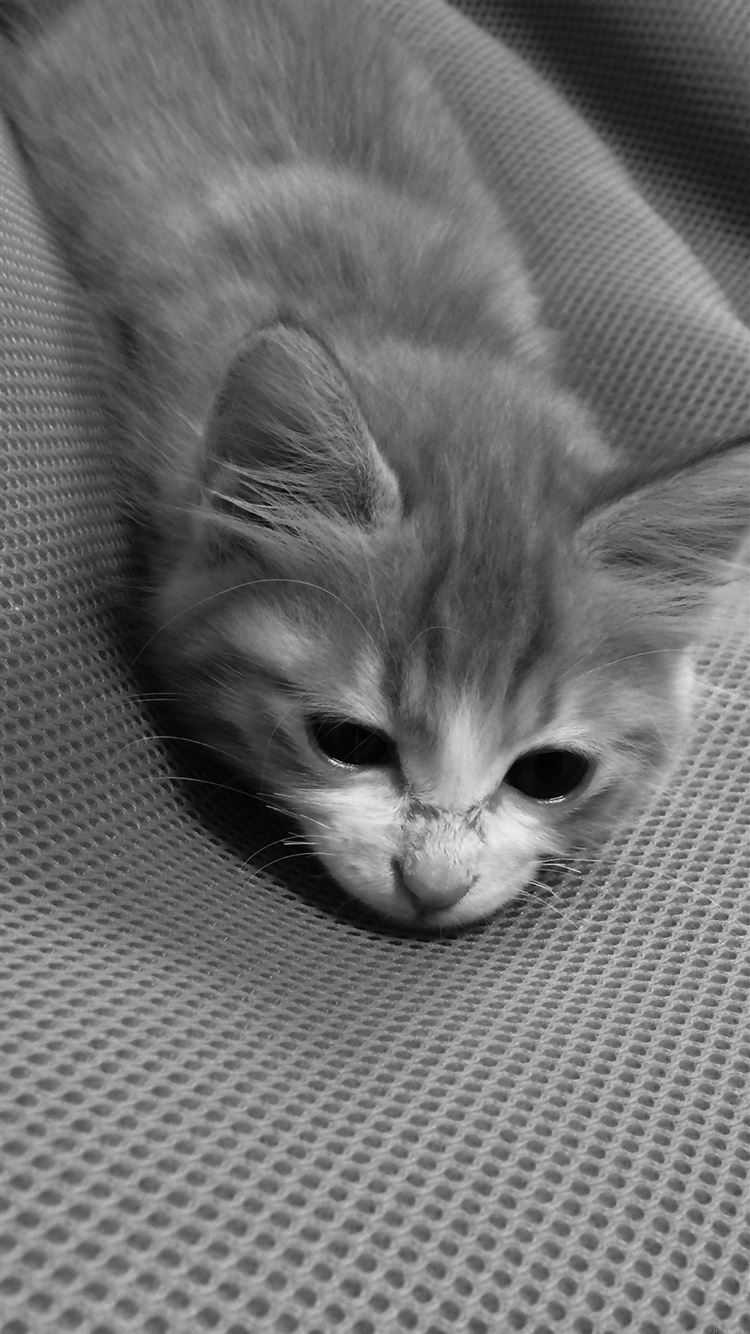 Cat Cute Animal Dark Lying Bed iPhone 8 Wallpapers Free Download