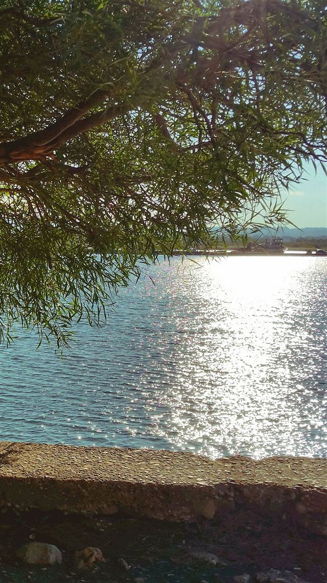 1080x1920 Summer Lake View Tree Sunshine Nature - tree iPhone 8 Wallpaper