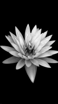 Dark Flower Black Xperia Z Background wallpaper