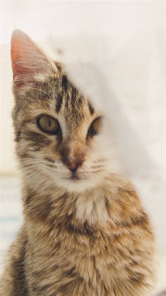 1080x1920 Cat Watching You Eye Animal Cute Morning - gray iPhone 8 Wallpaper