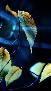 Fall Tree Flower Leaf Sorrow wallpaper