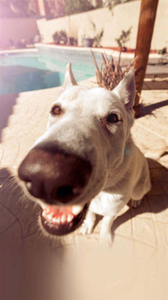 1080x1920 Dog Cute Face Animal Nature Nose - face iPhone 8 Wallpaper