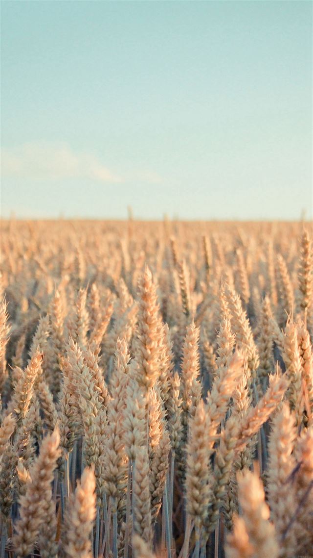 1080x1920 Rye Field Nature - gray iPhone 8 Wallpaper