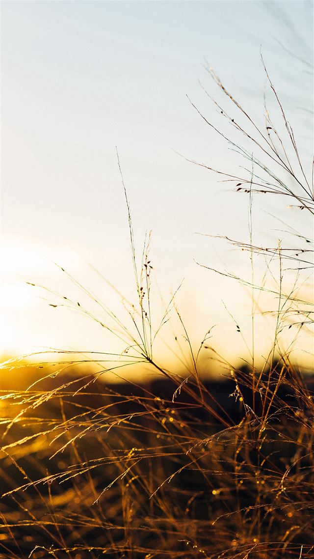 1080x1920 Sunset Field Sky Nature - wither iPhone 8 Wallpaper