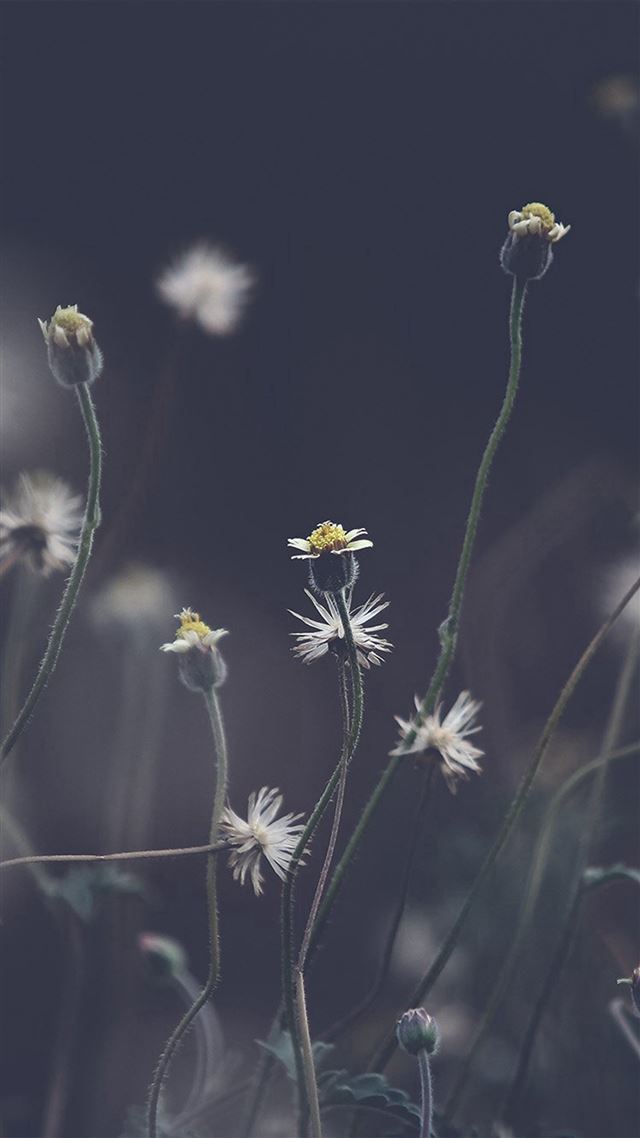 1080x1920 Flower Dark Bokeh Nature - bw iPhone 8 Wallpaper