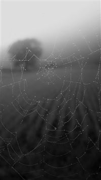 Morning Dew Spider Web Rain Water Nature Bw Dark wallpaper