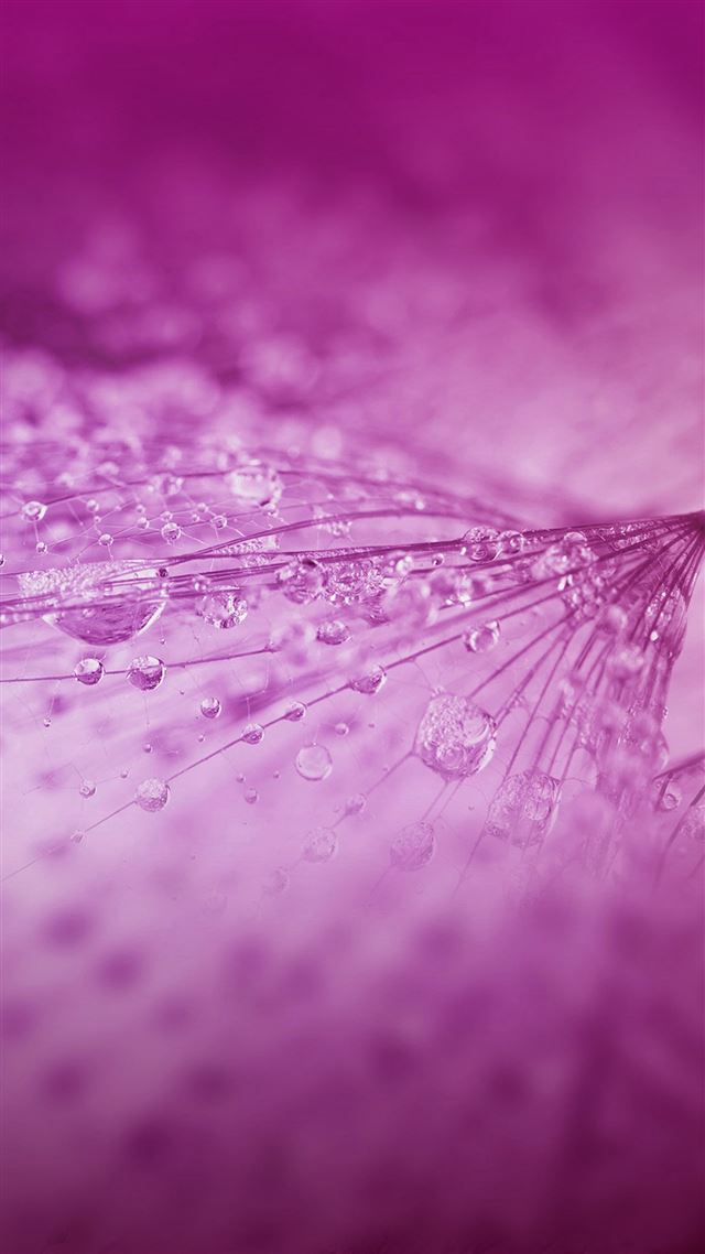 1080x1920 Nature Rain Drop Flower Red Pattern - macro iPhone 8 Wallpaper