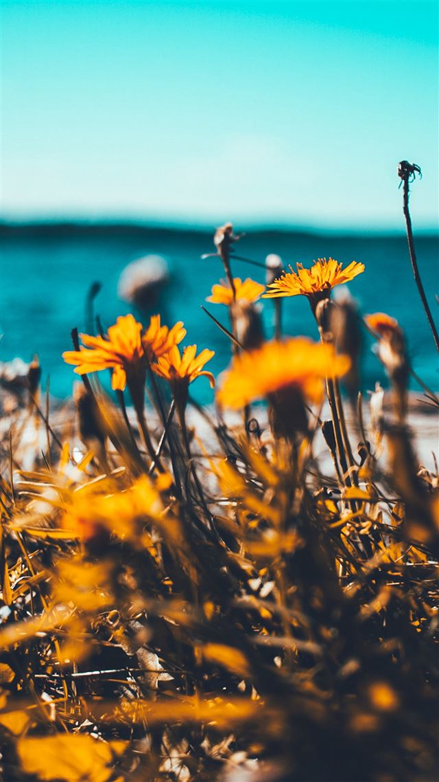 1080x1920 Flower Summer Spring Nature - summer iPhone 8 Wallpaper