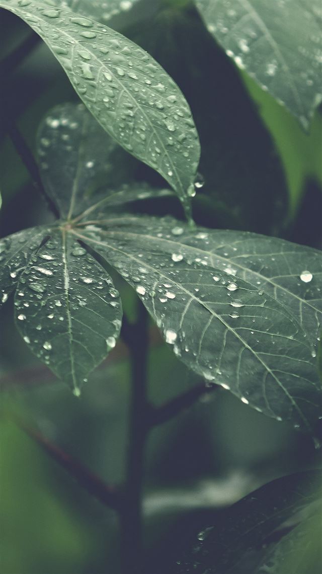 1080x1920 Rain Forest Wood Leaf Flower Nature - macro iPhone 8 Wallpaper
