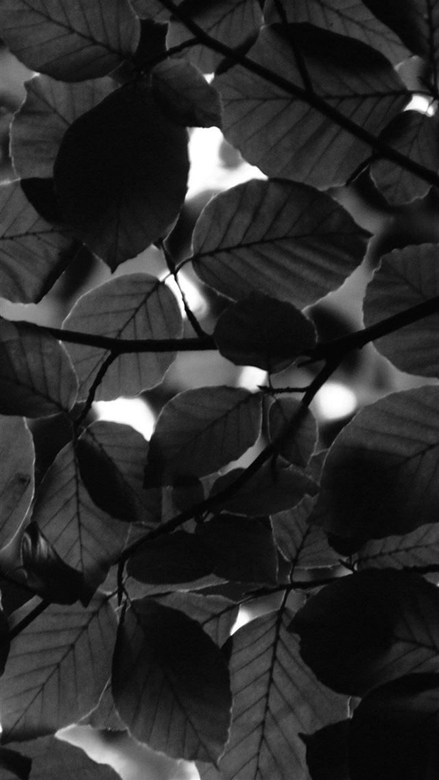 1080x1920 Tree Blossom Nature Leaf Green Dark Bw - blossom iPhone 8 Wallpaper