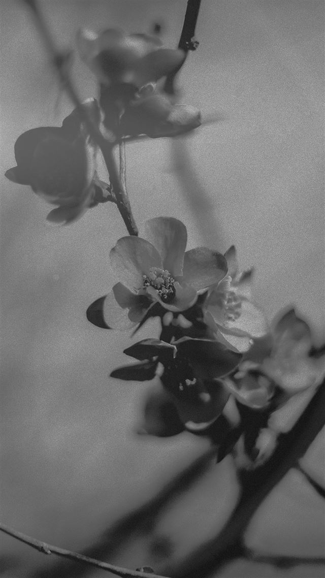 1080x1920 Flower Nostalgia Tree Spring Blossom Nature Bw Dark - blossom iPhone 8 Wallpaper