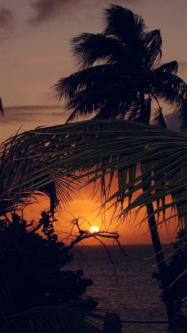 1080x1920 Beach Sunset Sea Tree Nature Holiday - sunlight iPhone 8 Wallpaper