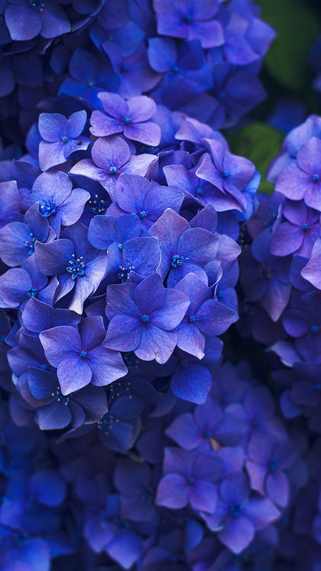 750x1334 Hydrangea - black iPhone 8 Wallpaper