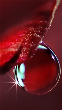 Flower red droplet water wallpaper