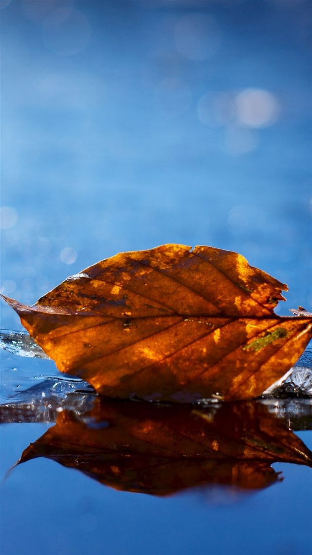 1080x1920 Leaf autumn - orange iPhone 8 Wallpaper