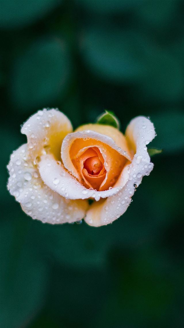 1080x1920 Flower rose summer - rose iPhone 8 Wallpaper