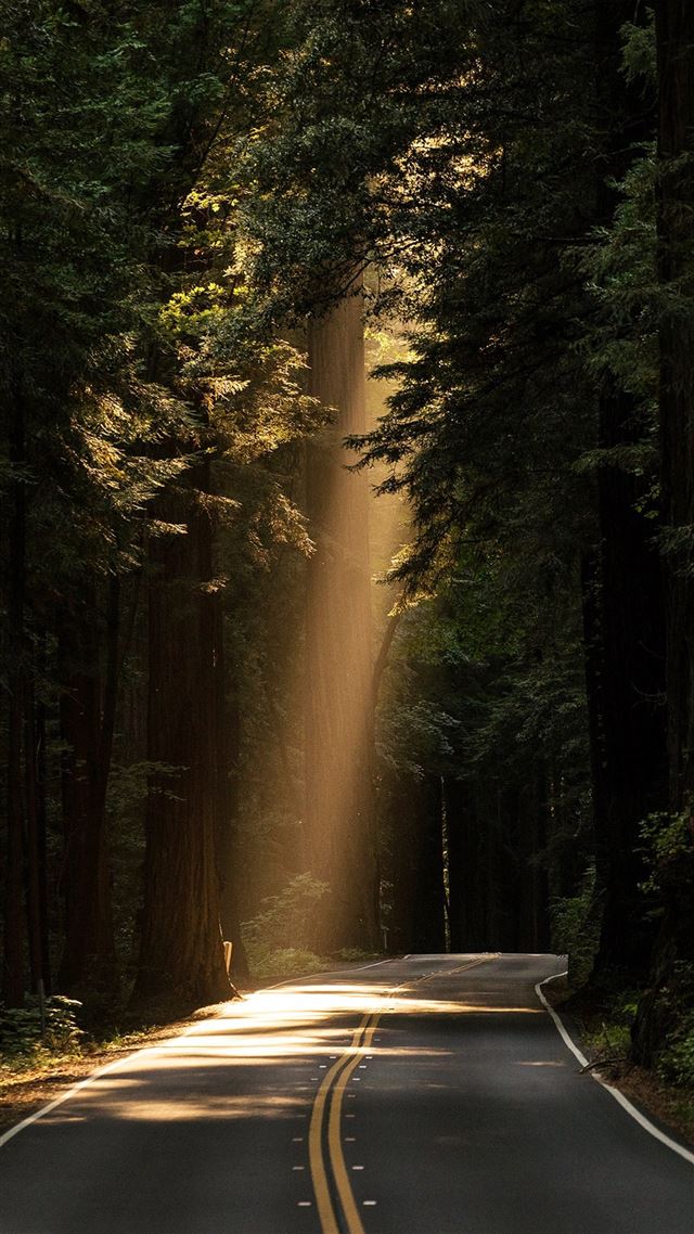 1080x1920 Light road forest - road iPhone 8 Wallpaper