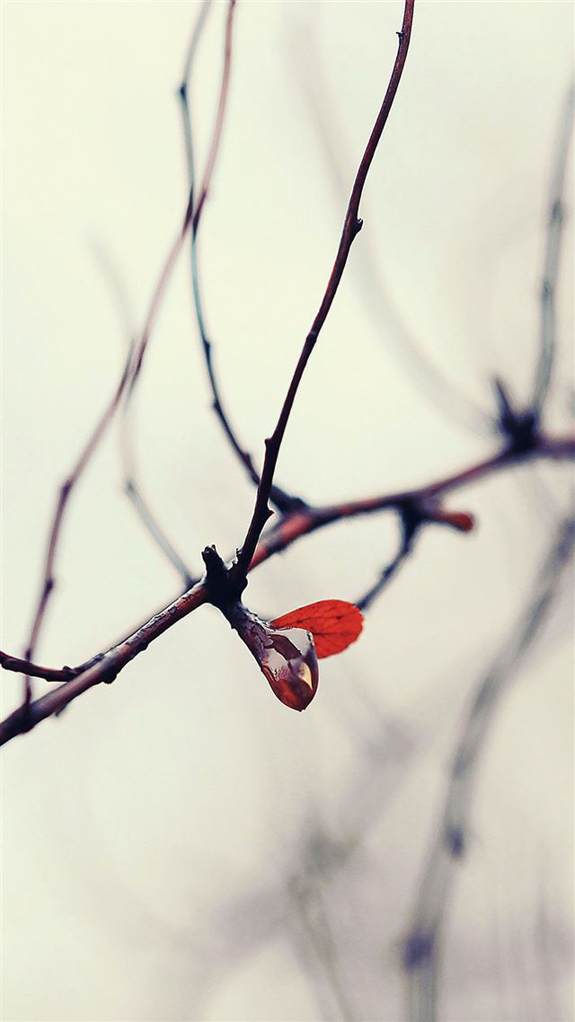 1080x1920 Flower bud dew - gray iPhone 8 Wallpaper