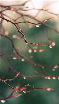 Rain dew bokeh wallpaper